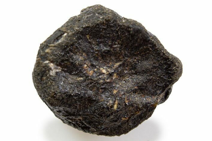 Fusion Crusted Eucrite Meteorite ( g) - NWA #302315